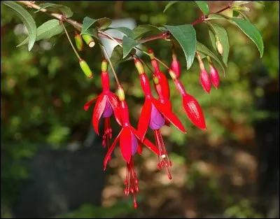 Le sublime fuchsia aurait - comme son nom l'indique et non content de symboliser le bon goût - la propension d'éloigner les renards ! Qu'en pensez-vous ?
