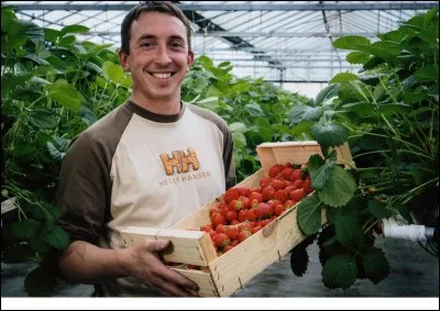 Comment sont appelés les maraîchers qui produisent des fraises ?