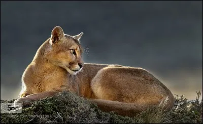 Le puma est un félidé ! Mais fait-il partie des grands félins ?