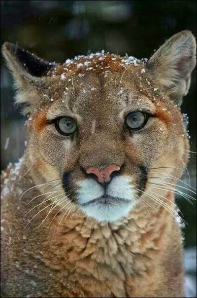 Sachant qu'un animal vit deux fois plus longtemps en captivité que dans la nature, quelle est son espérance de vie dans la nature ?