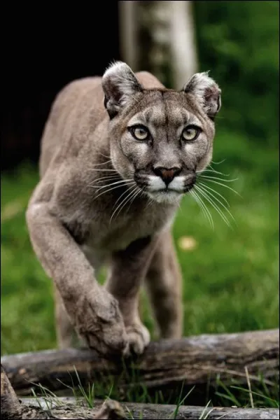 Qui dit grand chasseur dit grandes proies ! Le puma chasse ...