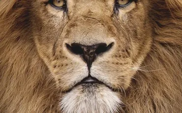 Quiz Lions