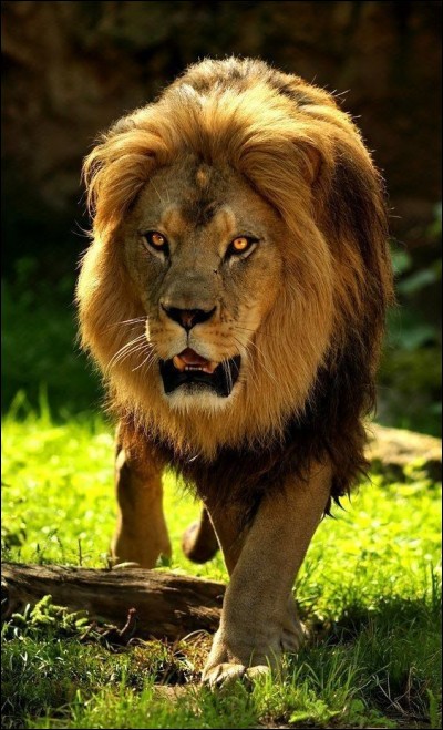 Le lion est de quel genre ?
