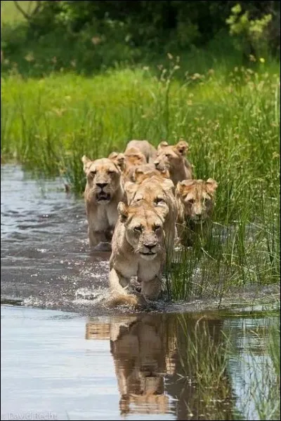En 1900 en Afrique les lions étaient 500 000 !
En 1960 en Afrique les lions étaient 100 000 !
Aujourd'hui (2018), combien sont-ils ?