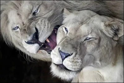 Quelle est son espérance de vie ?