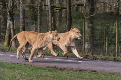 Quelle est la vitesse maximale d'un lion mâle adulte ?