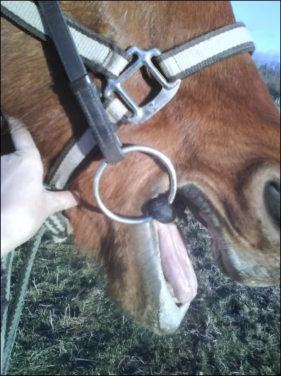 Quelle est la partie du filet que l'on met dans la bouche du cheval ?