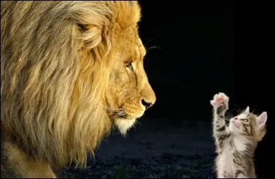 Quelle taille fais-tu ?