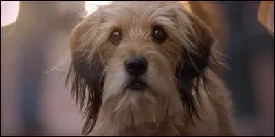 Comment s'appelle ce chien ?