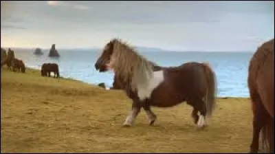 Quelle danse l'entreprise de télécommunication Three (ou 3) a-t-elle fait pratiquer à un poney sur la côte irlandaise ?