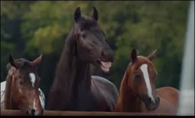 Dans un spot, on voit des chevaux qui rigolent car un homme n'arrive pas à se garer en marche arrière avec un van. Puis les rires cessent quand arrive le Tiguan. Quelle est la marque de ce véhicule ?