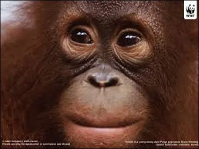 Dans quel pays vit l'animal que la World Wide Fund for Nature a choisi comme emblème ?