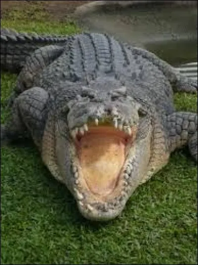 La crocodile est indissociable de la marque Lacoste. Vers quel côté de la personne qui porte un tee shirt de la marque le saurien regarde-t-il si le vêtement n'est pas une contrefaçon ?