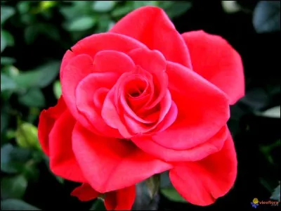 Quelle est cette fleur rapidement fanée et qu'il faut cueillir dès sa floraison ?