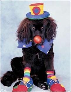 Quel animal est dguis ?