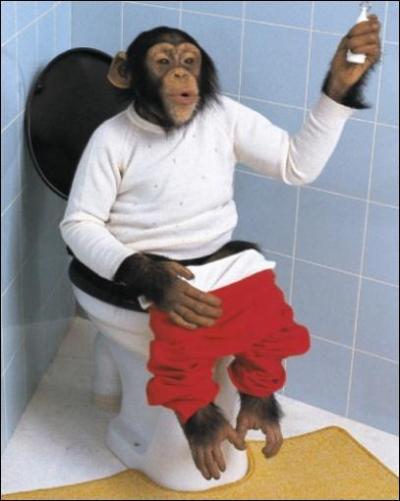 Qui est assis sur les toilettes (WC) ?