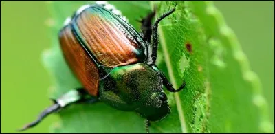 C'est un puissant coléoptère dont les ailes sont protégées par des élitres.
Comment doit-on orthographier le nom de cet insecte et celui de la protection des ailes ?