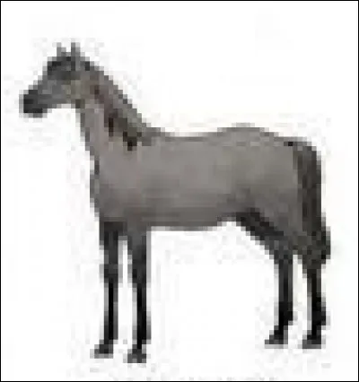 Quelle est la robe de ce cheval ?