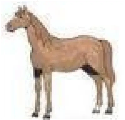 Quelle est la robe de ce cheval ?