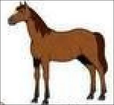 Quelle est la robe de ce cheval ?