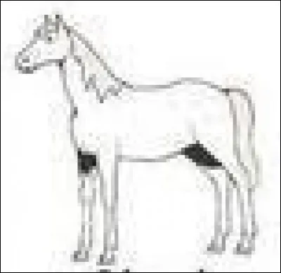 Quelle est la robe de ce cheval ?