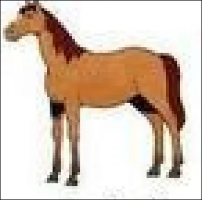 Quelle est la robe de ce cheval ?