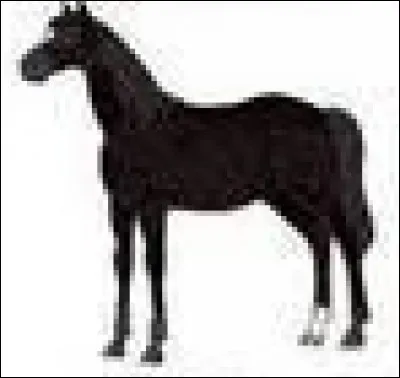 Quelle est la robe de ce cheval ?