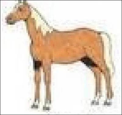 Quelle est la robe de ce cheval ?