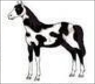 Quelle est la robe de ce cheval ?