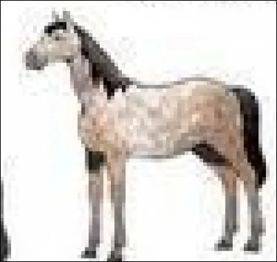 Quelle est la robe de ce cheval ?