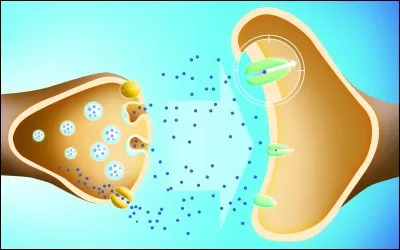 Synapse58 - Trouvez la définition de la synapse.