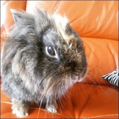 Quel animal choisirais-tu ?