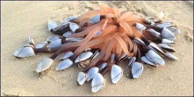 Quel est ton animal préféré ?