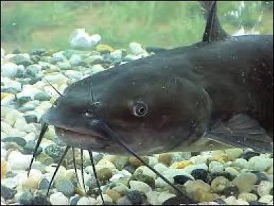 Gros poisson d'eau douce originaire d'Amérique du Nord, mon nom est le...
