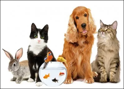 Quel est ton animal préféré ?
