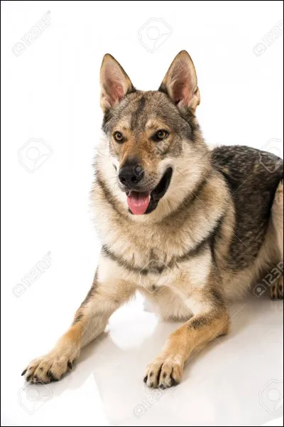 Combien y a-t-il d'adjectifs qualificatifs dans cette phrase ?
La chienne Téa est grande, très gentille et bien vieille.