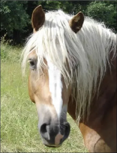 Comment s'appelle la partie de la crinière située sur le front du cheval ?