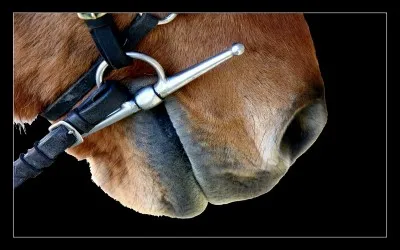 Que faut-il mettre dans la bouche du cheval pour le diriger ?