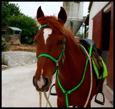 Quelle est la robe de ce cheval ?