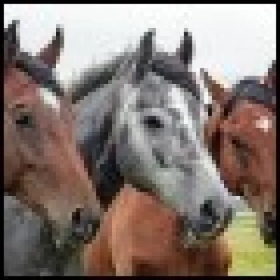 Aimes-tu l'équitation ?