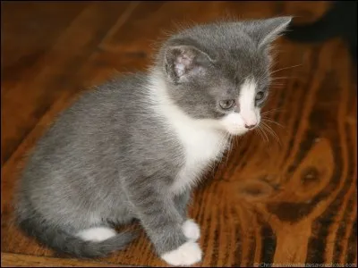 Veux-tu être le meilleur en tout ?