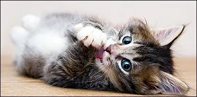 Quel membre a un chat appelé "Dodam" ?