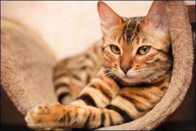 Aimes-tu les chats domestiques ?