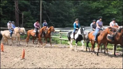 Quel cheval/poney n'aiment-elles pas ?