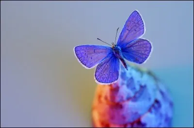 Quelle image haute en couleurs ! Quelles couleurs voyez-vous ?