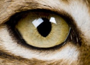 Quiz Oeil de lynx ?