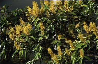 Et qui se cache dans cet arbre ?