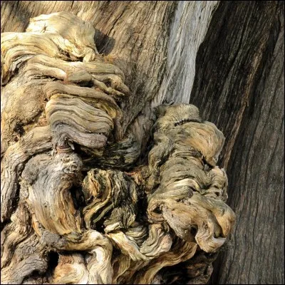 On dirait le tronc d'un arbre :