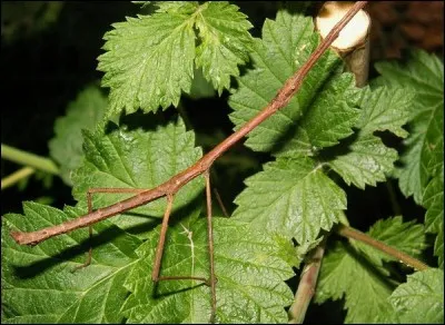 Je ne vois rien d'anormal et toi ?