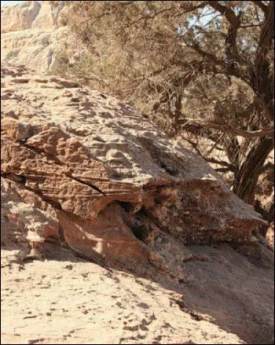 Un petit animal en mission camouflage...